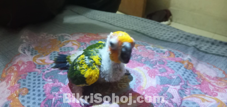 Sun conure baby সান কুনুর বাচ্চা পাখি